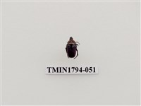 藏品(婆羅洲昆蟲)的圖片